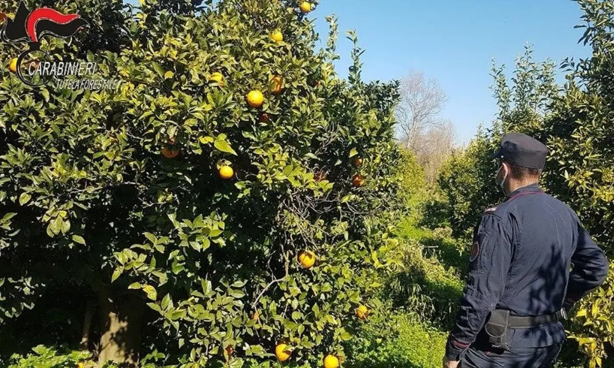 Sibaritide, sequestrati agrumeti sulle sponde del fiume Crati: 4 denunce