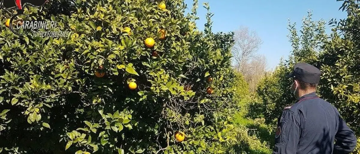Sibaritide, sequestrati agrumeti sulle sponde del fiume Crati: 4 denunce