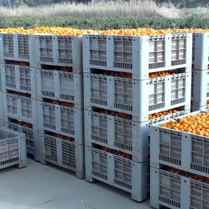Mercato ortofrutticolo abbandonato, gli imprenditori agricoli di Lamezia: «Abbiamo un progetto»