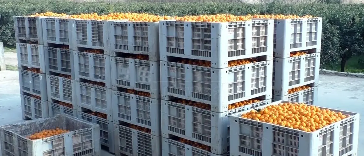 Mercato ortofrutticolo abbandonato, gli imprenditori agricoli di Lamezia: «Abbiamo un progetto»