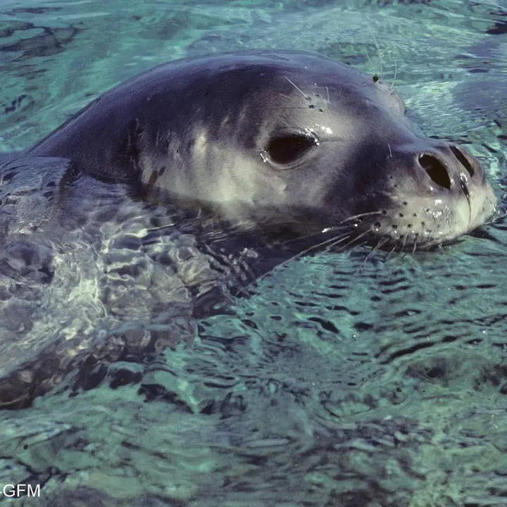 Foca monaca nel mare crotonese, l'Amp: «Potrebbe essere l'esemplare avvistato nel 2004»