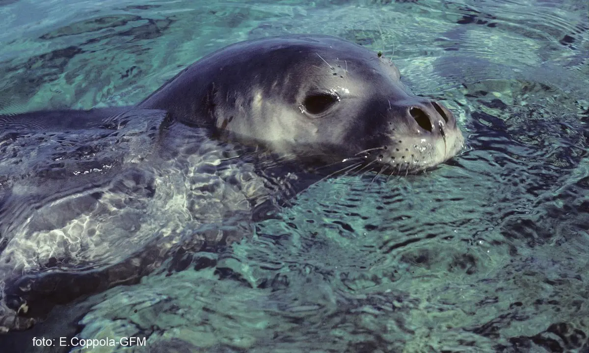 Foca monaca nel mare crotonese, l'Amp: «Potrebbe essere l'esemplare avvistato nel 2004»