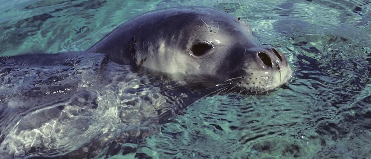 Foca monaca nel mare crotonese, l'Amp: «Potrebbe essere l'esemplare avvistato nel 2004»