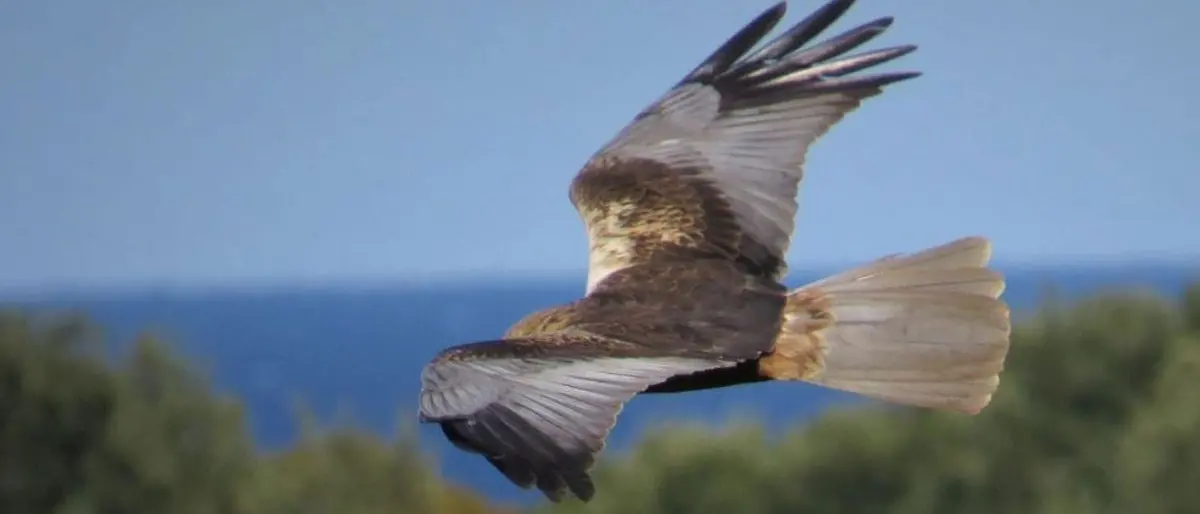 Migrazione di uccelli rapaci, gru e cicogne: al via il monitoraggio a Cirò Marina