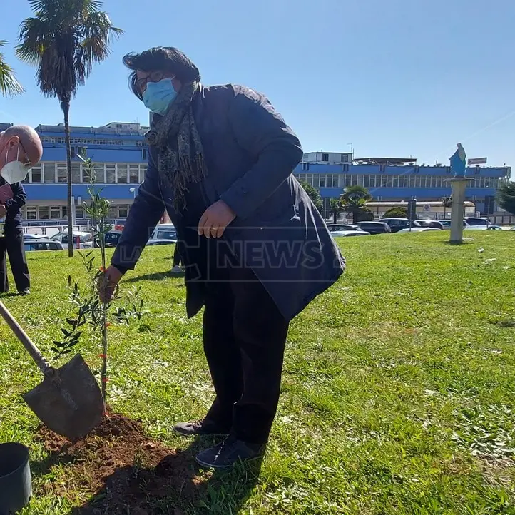 Lamezia, piantati alberi di ulivo per ricordare le vittime del Covid