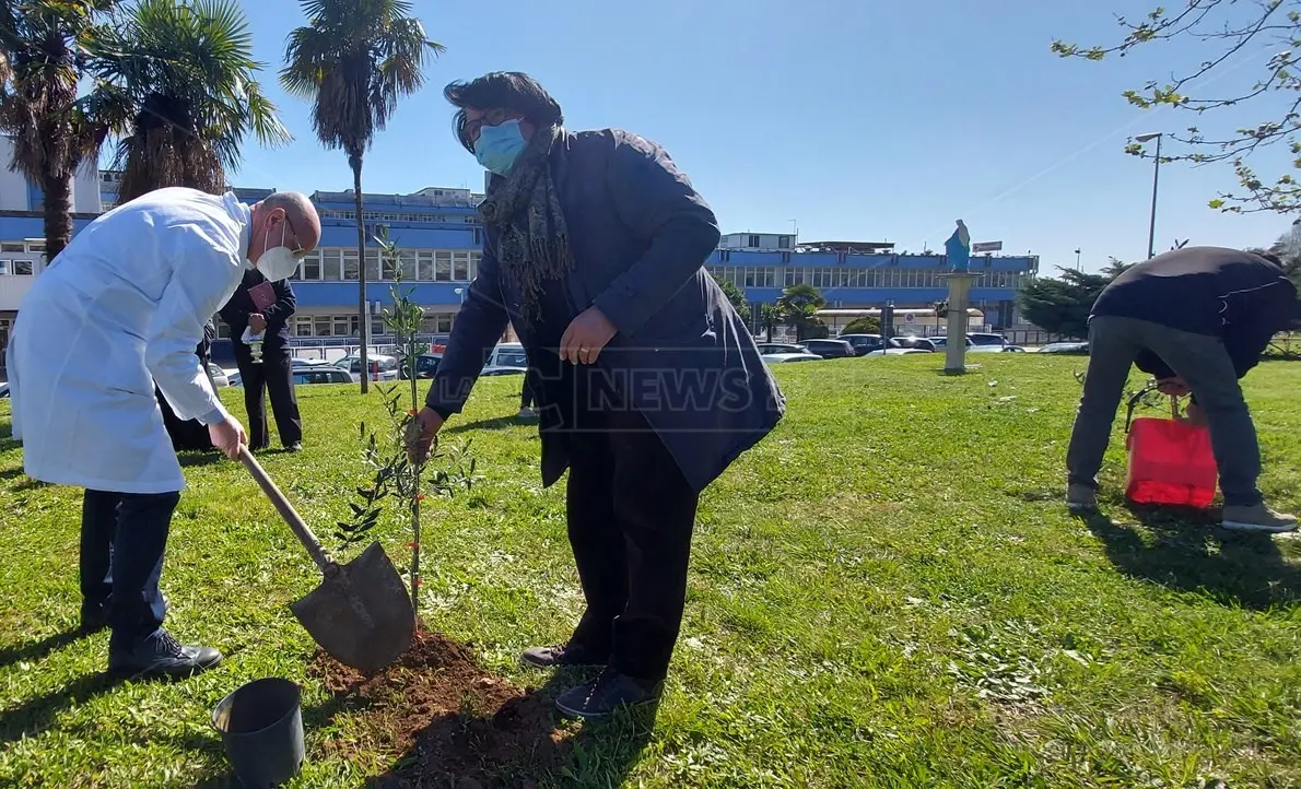 Lamezia, piantati alberi di ulivo per ricordare le vittime del Covid