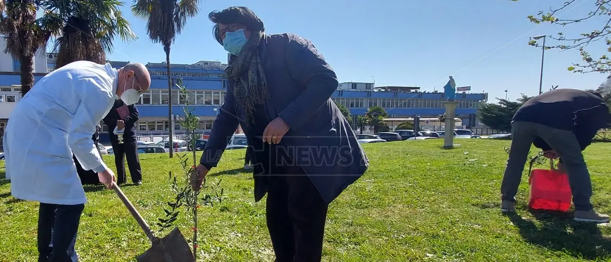 Lamezia, piantati alberi di ulivo per ricordare le vittime del Covid