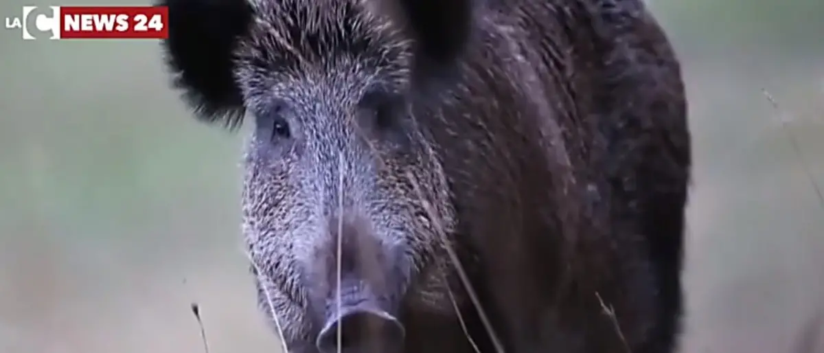 Ripartono caccia al cinghiale e pesca sportiva, Spirlì: «Prudenza e buonsenso»