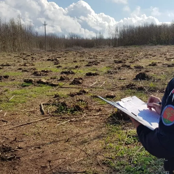 Melicuccà, sorpresi a tagliare il castagneto del vicino: cinque arresti