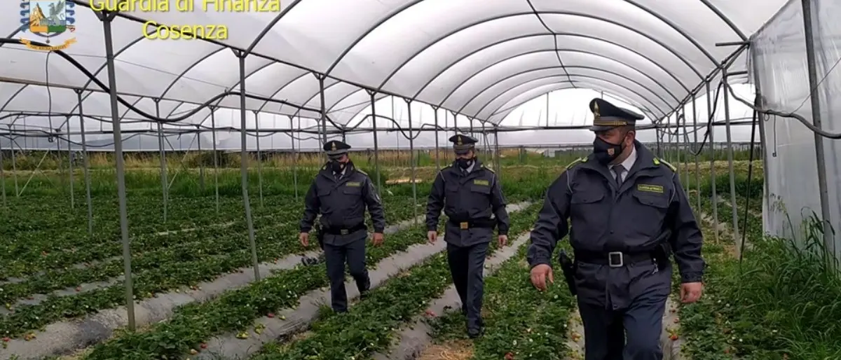 Indebite percezioni indennità agricole: 67 denunce per truffa nel Cosentino