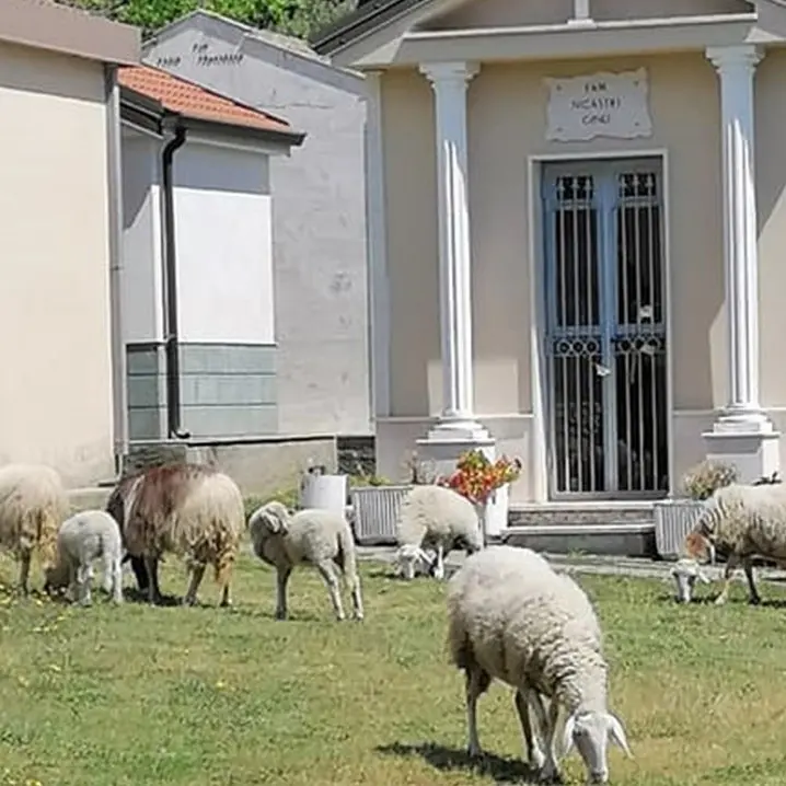 Falerna, il cimitero come un pascolo: pecore incustodite brucano tra tombe e lapidi