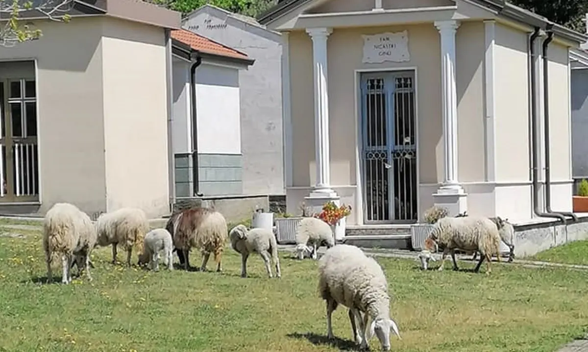 Falerna, il cimitero come un pascolo: pecore incustodite brucano tra tombe e lapidi