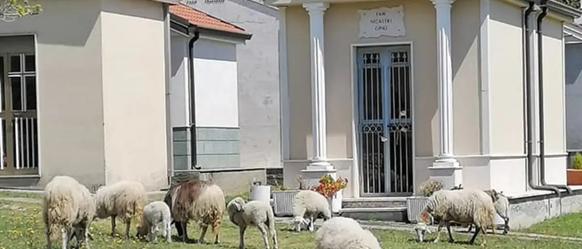 Falerna, il cimitero come un pascolo: pecore incustodite brucano tra tombe e lapidi