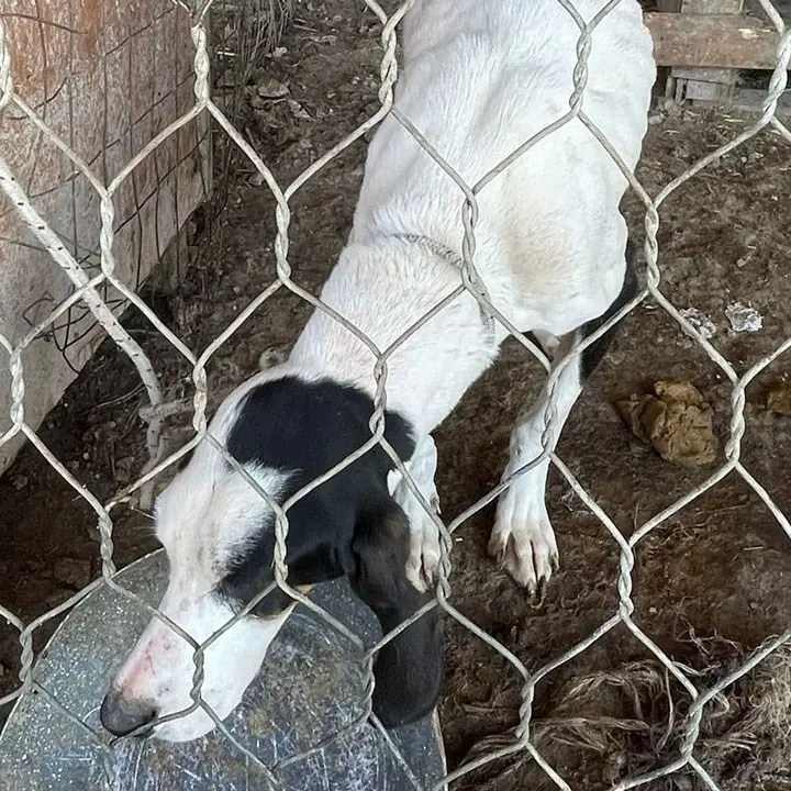 Crotone, cani e maiali in allevamento fatiscente: una denuncia per maltrattamenti