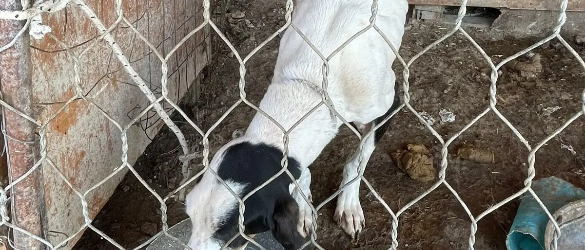 Crotone, cani e maiali in allevamento fatiscente: una denuncia per maltrattamenti