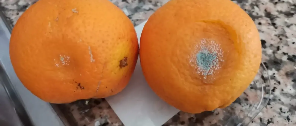 Lamezia, frutta marcia nelle scuole. Adiconsum: «Si facciano controlli preventivi»