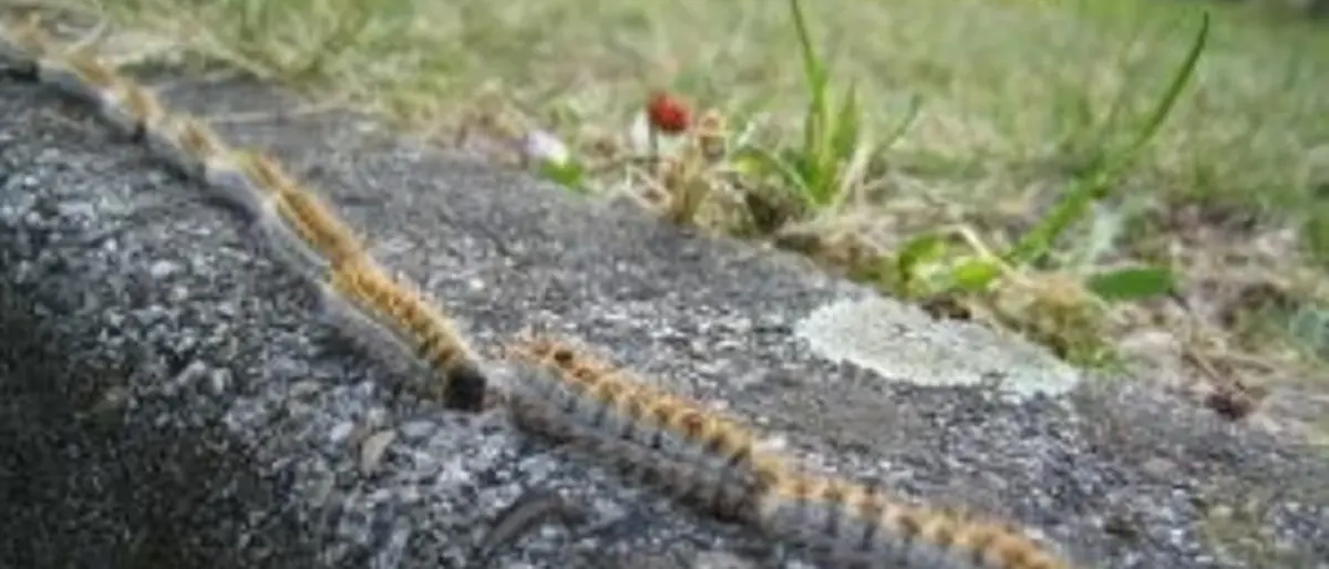 Lotta alla processonaria del pino, in Regione nasce il Comitato tecnico scientifico