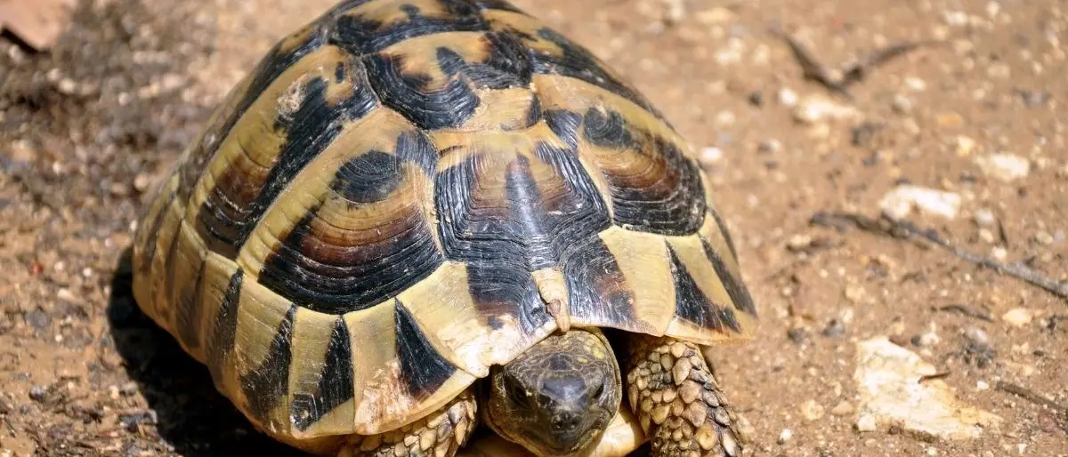 Gioia Tauro, 3 tartarughe nascoste illegalmente in un negozio: denunciato proprietario