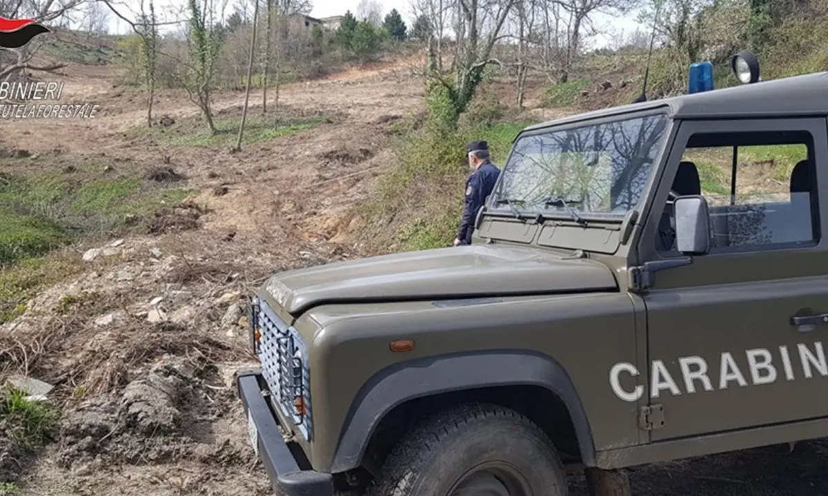 Lavori abusivi in un’area boschiva, denunciato un uomo nel Cosentino