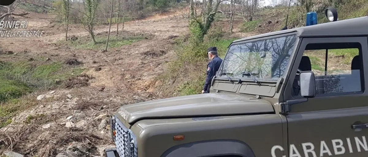 Lavori abusivi in un’area boschiva, denunciato un uomo nel Cosentino