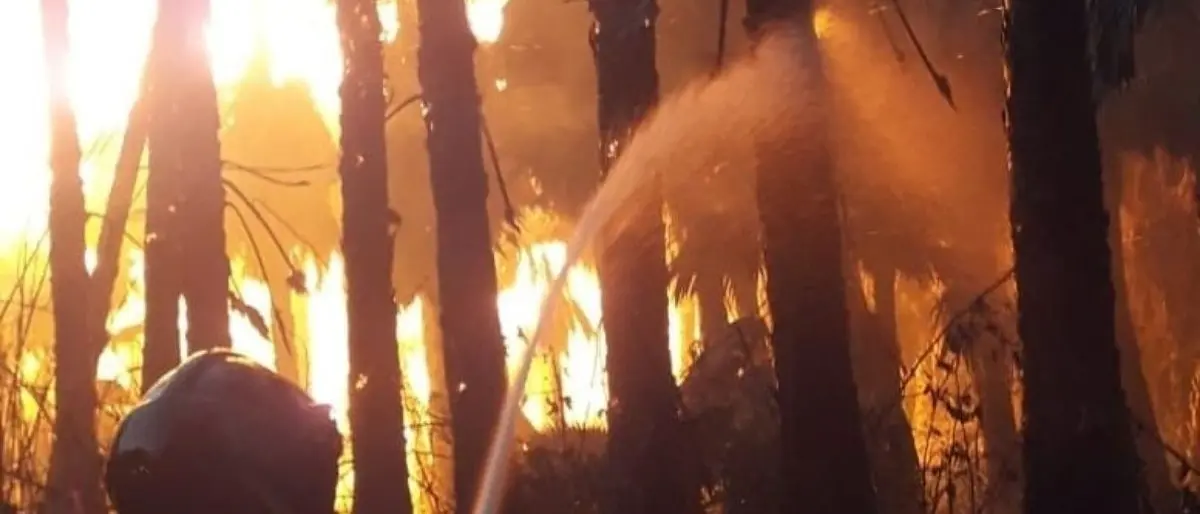 Lamezia, vasto incendio in un vivaio: fiamme alte e panico tra gli abitanti della zona