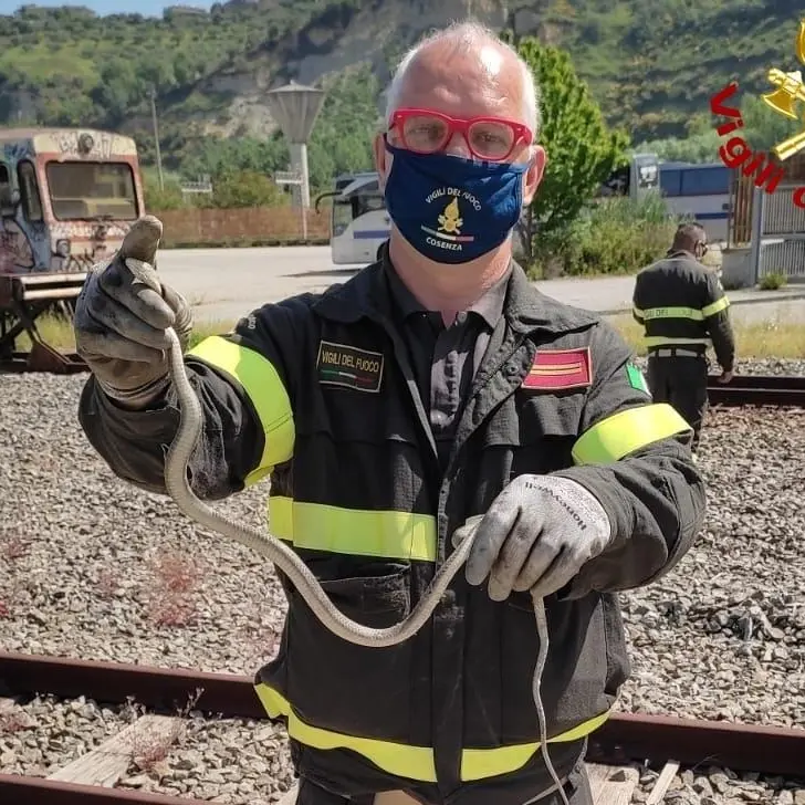 Trovato un serpente su un autobus di Cosenza, recuperato e rimesso in libertà