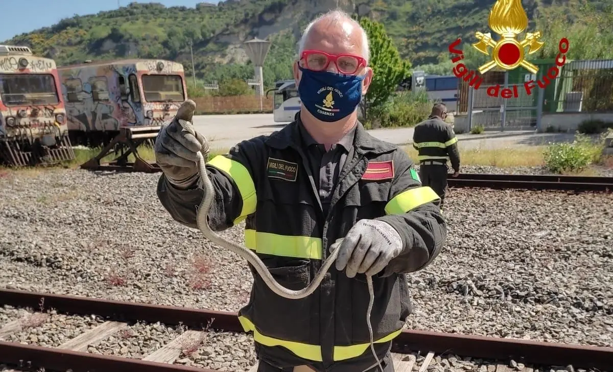 Trovato un serpente su un autobus di Cosenza, recuperato e rimesso in libertà