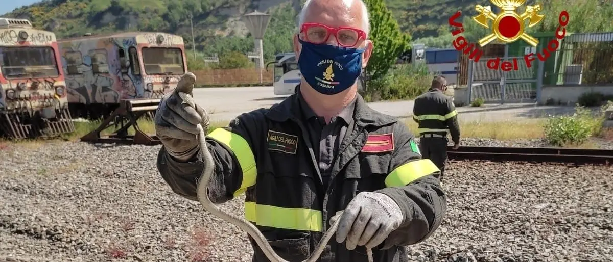 Trovato un serpente su un autobus di Cosenza, recuperato e rimesso in libertà