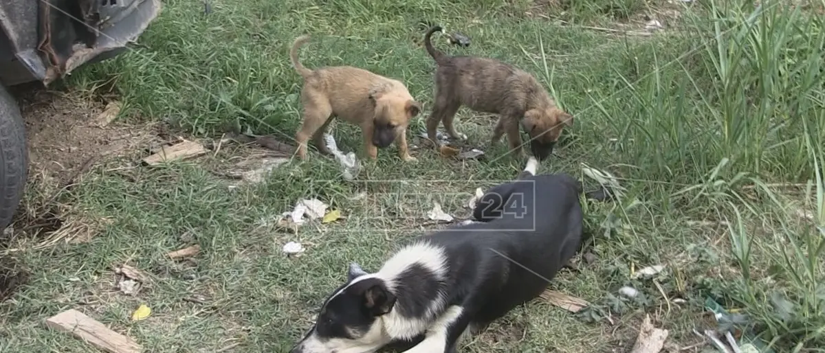 Il randagismo costa caro alla Calabria: «20 milioni di euro l'anno»