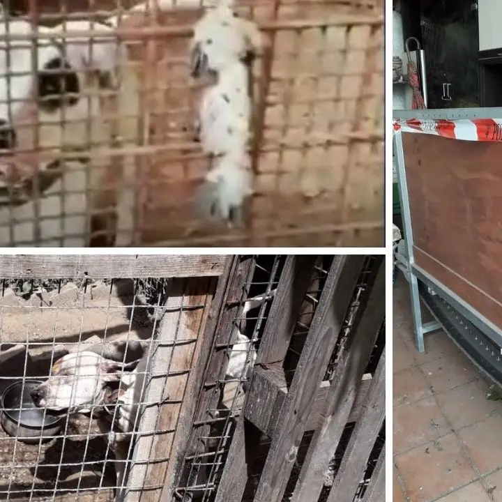 Mendicino, sequestrati 7 pitbull usati per combattimenti: denunciato un 42enne