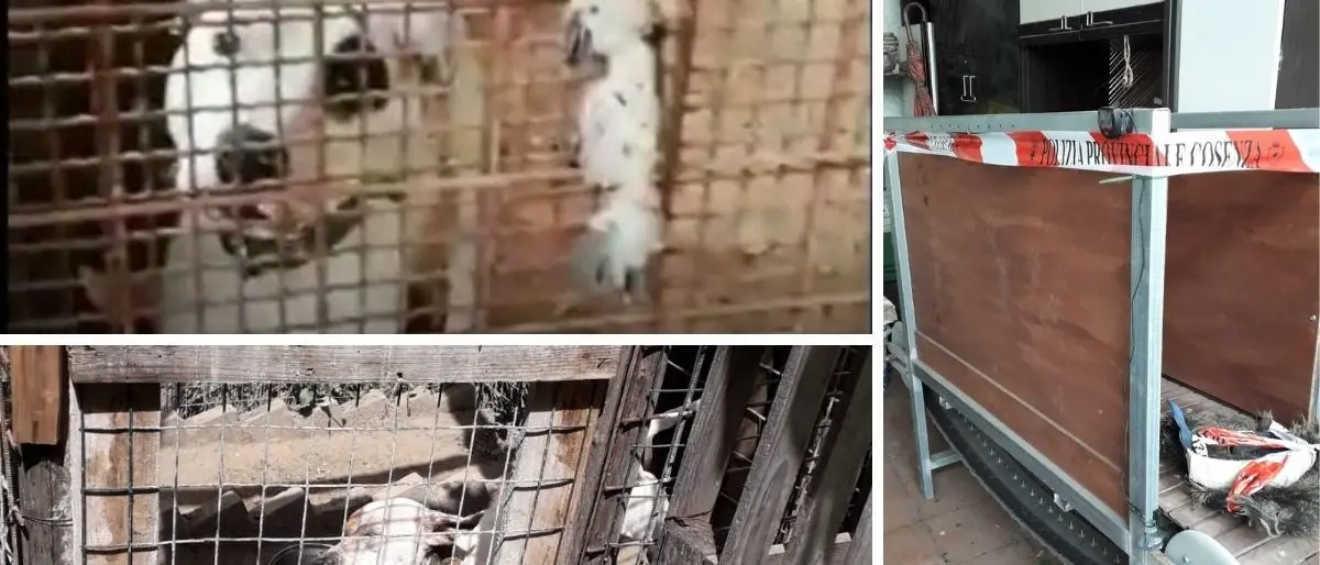 Mendicino, sequestrati 7 pitbull usati per combattimenti: denunciato un 42enne