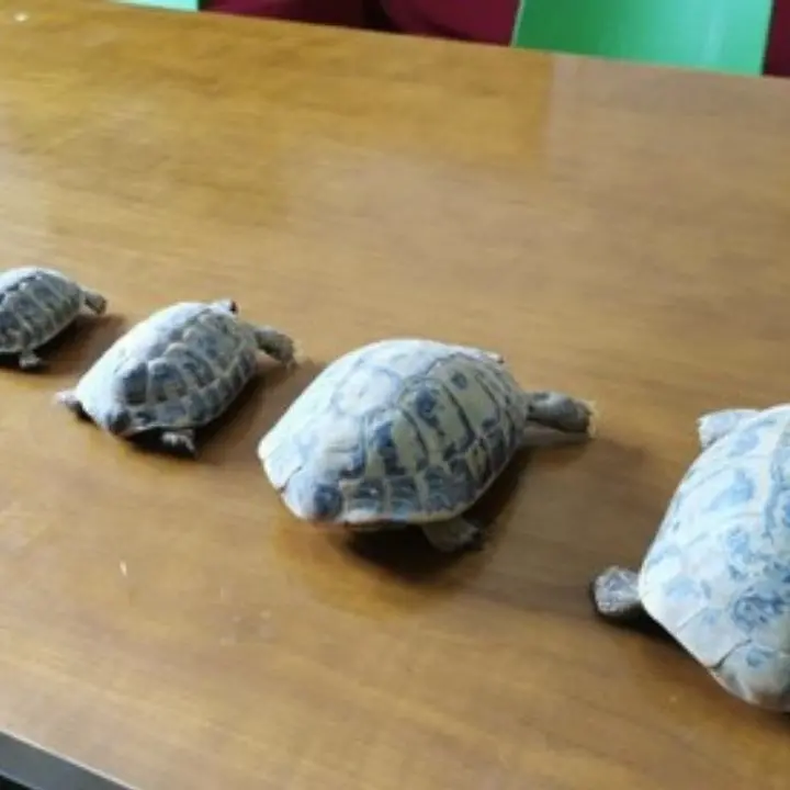 In casa 5 tartarughe di specie protetta detenute illegalmente: una denuncia nel Crotonese