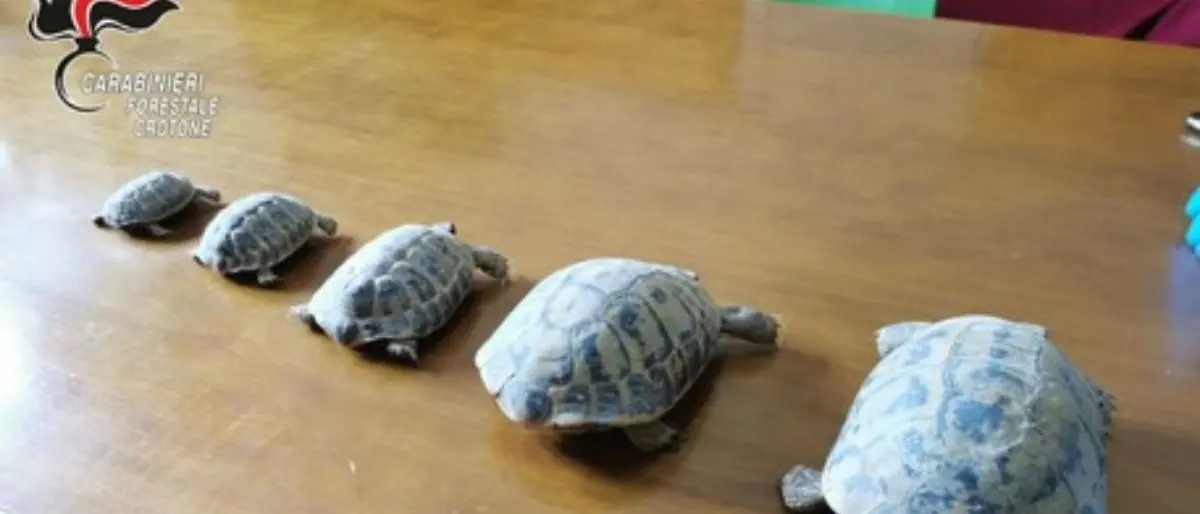 In casa 5 tartarughe di specie protetta detenute illegalmente: una denuncia nel Crotonese