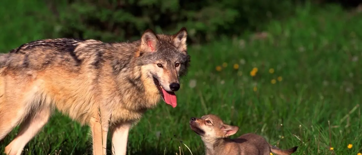 Anche le guide del Parco dell’Aspromonte sulle tracce del lupo per il monitoraggio nazionale