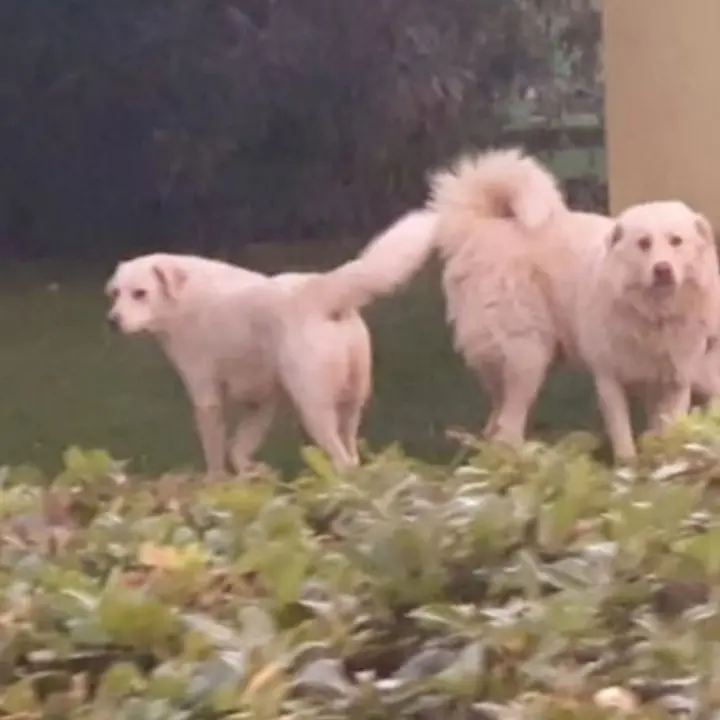 Due cani uccisi a colpi di pistola nel cosentino, la proprietaria: «Una vera e propria esecuzione»