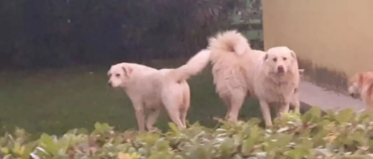 Due cani uccisi a colpi di pistola nel cosentino, la proprietaria: «Una vera e propria esecuzione»