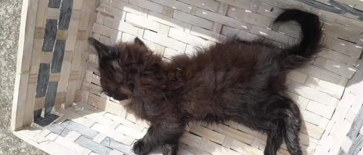 Tre gattini uccisi con il veleno nel Cosentino, la proprietaria: «Non avete cuore»