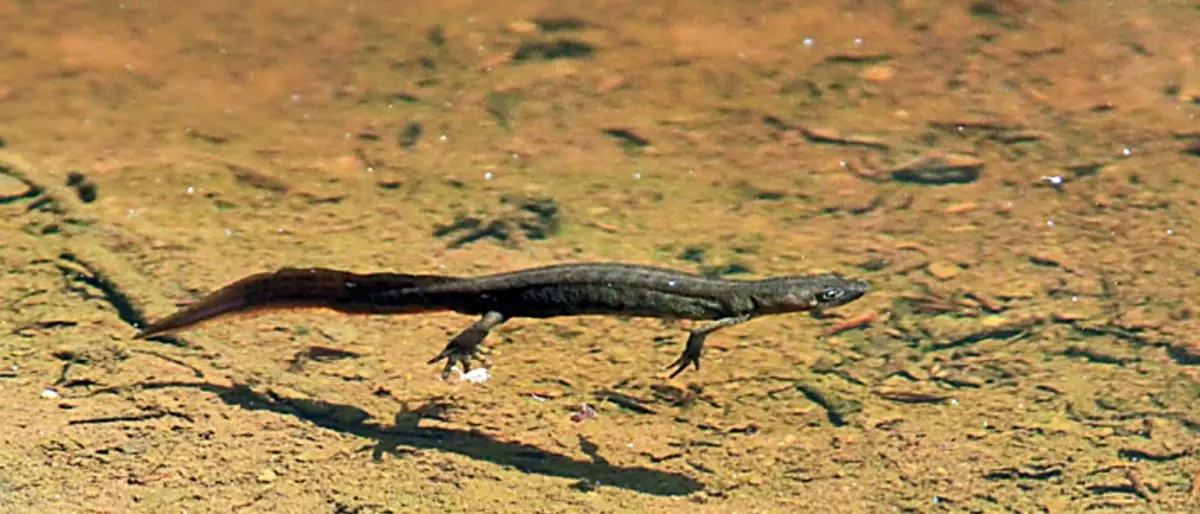 Il tritone alpino di San Benedetto Ullano protagonista di un corto dedicato alla resistenza