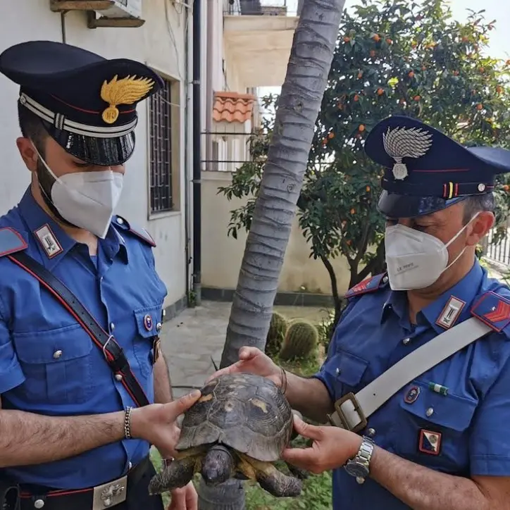 Tartaruga centenaria recuperata dai carabinieri nelle campagne di Reggio Calabria