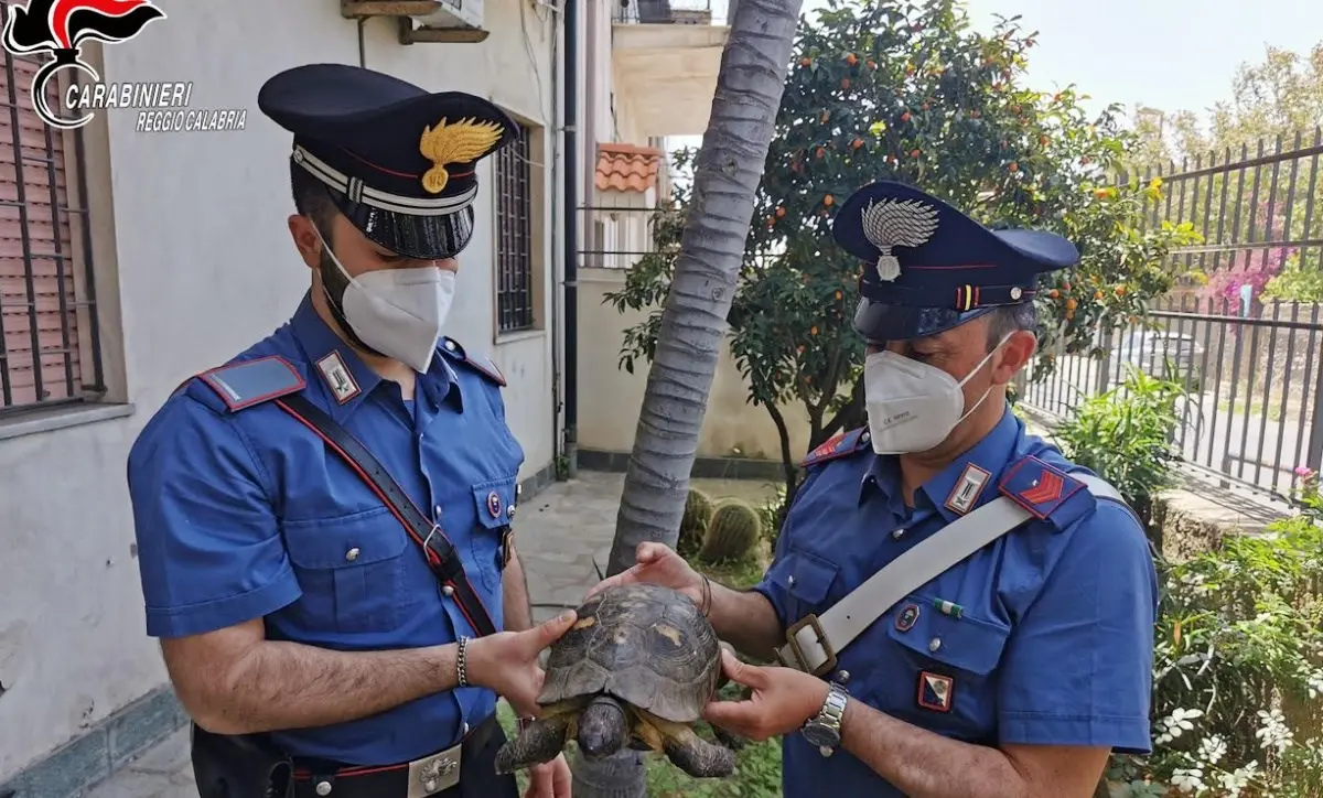 Tartaruga centenaria recuperata dai carabinieri nelle campagne di Reggio Calabria