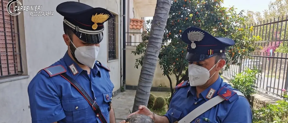 Tartaruga centenaria recuperata dai carabinieri nelle campagne di Reggio Calabria