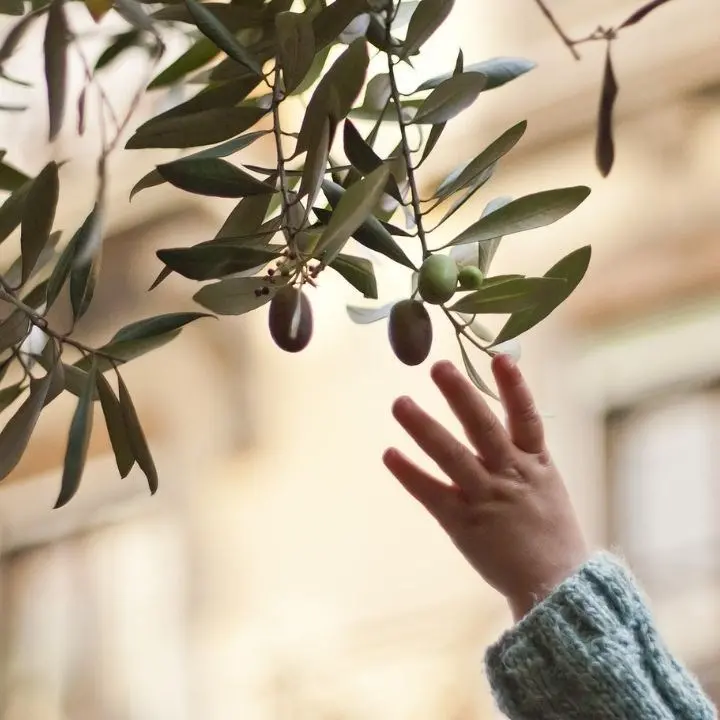 In Calabria è tempo di “slupatura” sociale: come negli ulivi, via il legno marcio per rinascere sani
