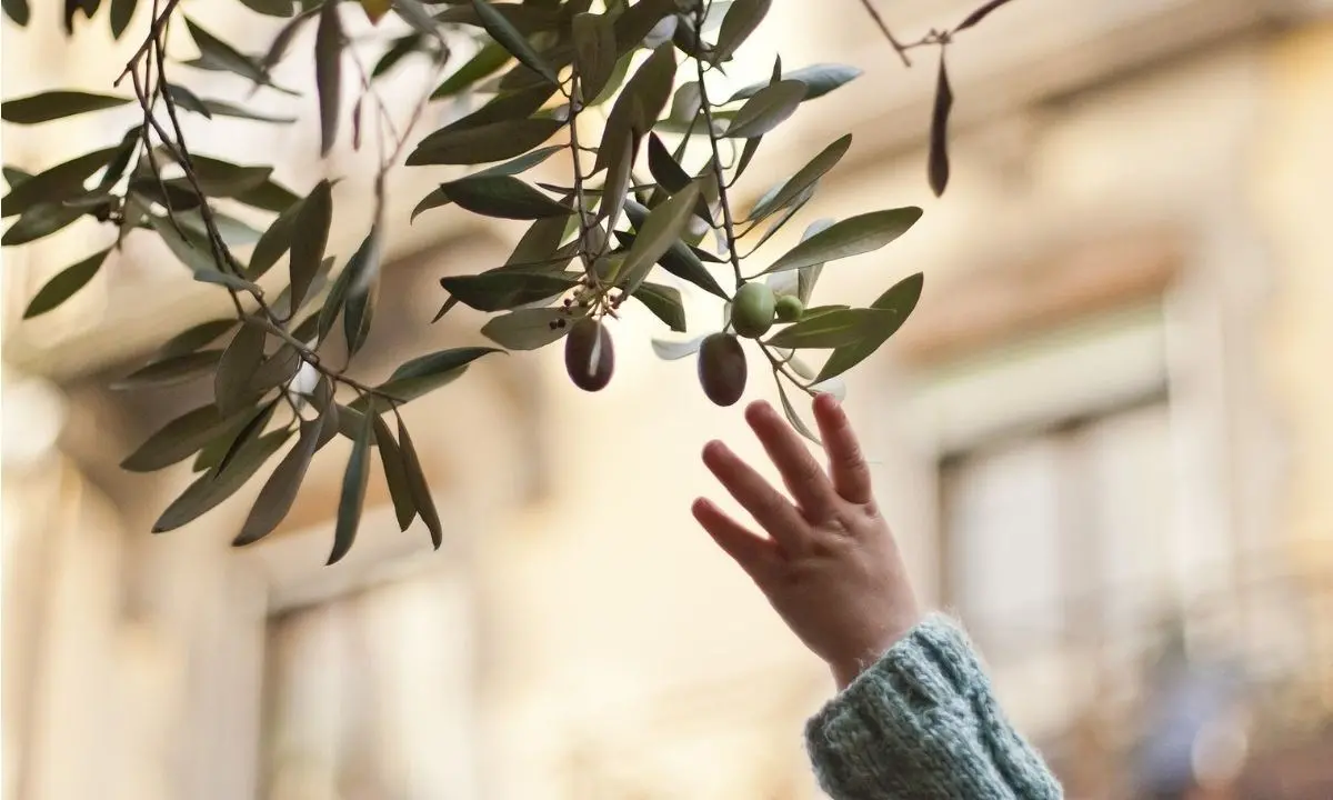 In Calabria è tempo di “slupatura” sociale: come negli ulivi, via il legno marcio per rinascere sani