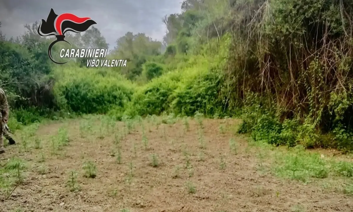 Droga, piantagione di canapa “olandese” scoperta nel vibonese: avrebbe fruttato circa 200mila euro