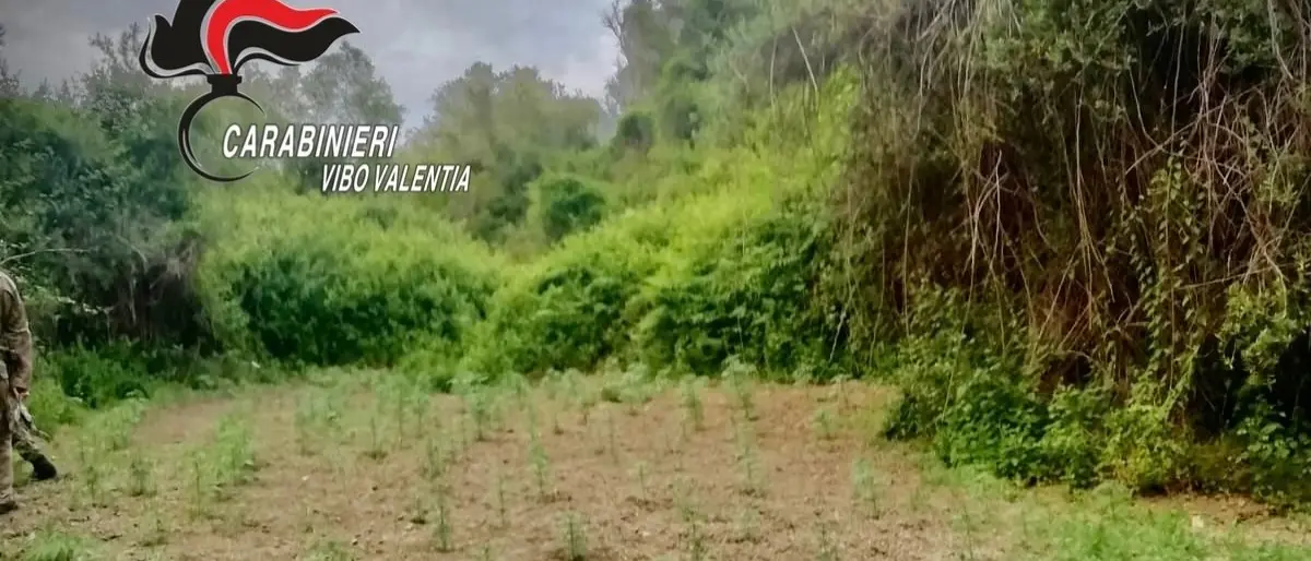 Droga, piantagione di canapa “olandese” scoperta nel vibonese: avrebbe fruttato circa 200mila euro