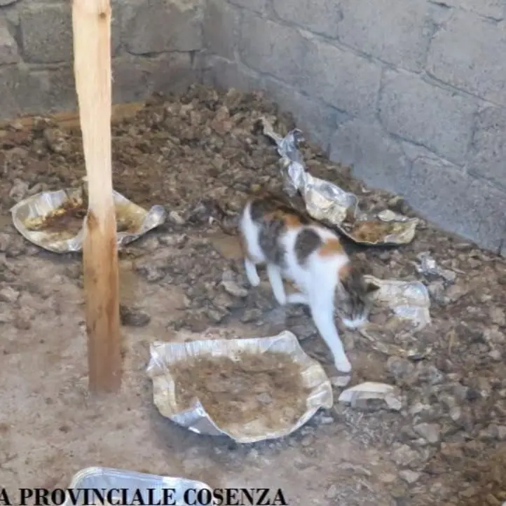 San Giovanni in Fiore, tiene 15 gatti rinchiusi in un fabbricato: denunciato
