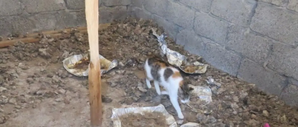 San Giovanni in Fiore, tiene 15 gatti rinchiusi in un fabbricato: denunciato