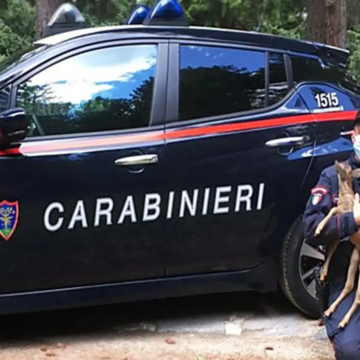 Cucciola di capriolo salvata in Sila: rischiava di essere investita dalle auto o ferita dai randagi