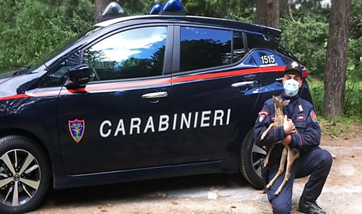 Cucciola di capriolo salvata in Sila: rischiava di essere investita dalle auto o ferita dai randagi