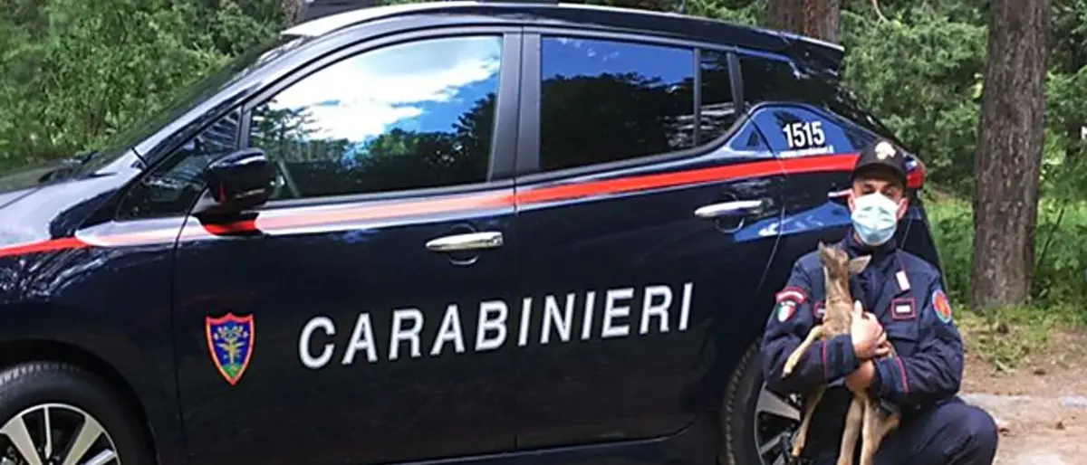 Cucciola di capriolo salvata in Sila: rischiava di essere investita dalle auto o ferita dai randagi